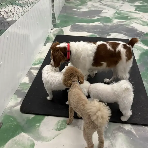 Comfortable overnight boarding at K9 Rox Club